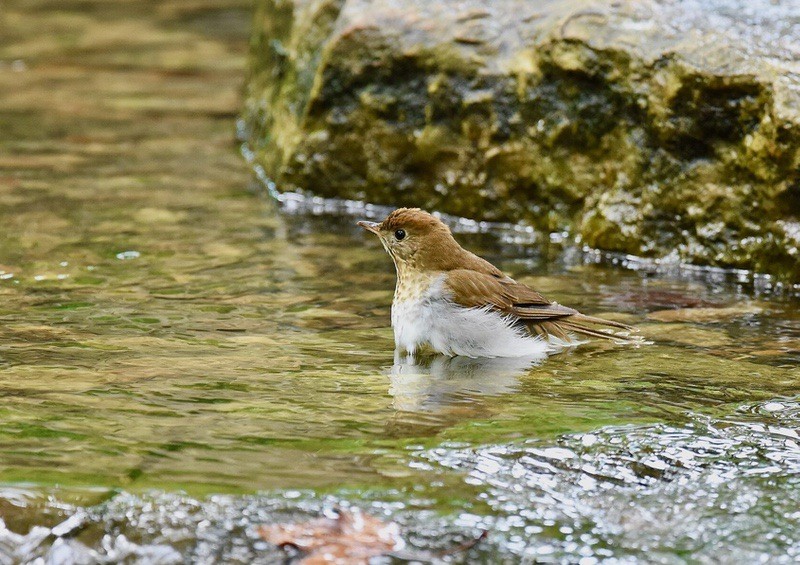 Catharus fuscescens by wildreturn is licensed under CC BY 2.0.